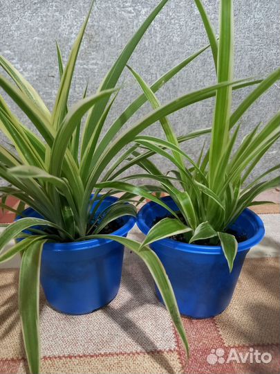 Комнатные цветы