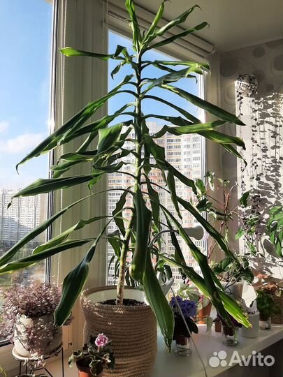 Фикус, драцена, церопегия