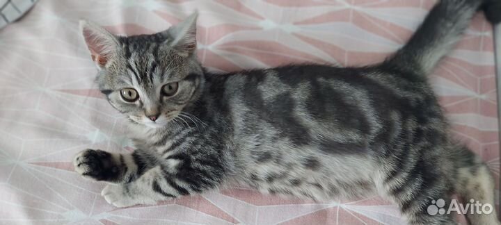 Котики бесплатно