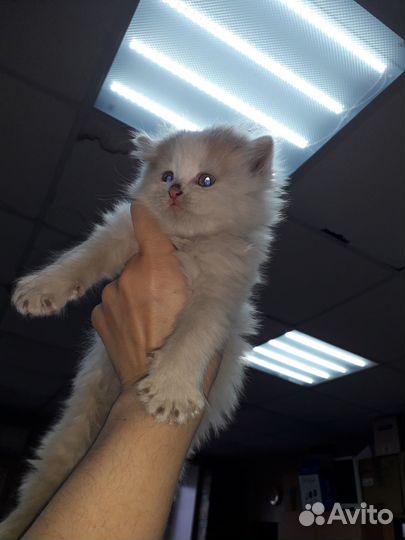 Котята в добрые руки даром бесплатно