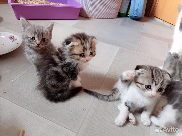 Продаются Шотландские вислоухие котята