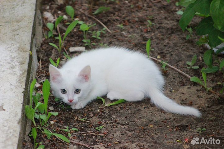 Котята белоснежные