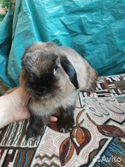 Вислоухий кролик в добрые руки