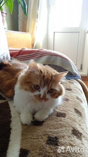 Кошки в добрые руки бесплатно