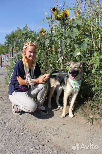 Собака трусишка попала в приют