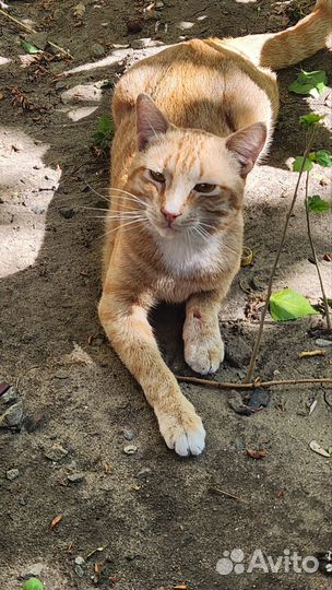 Котик в дар
