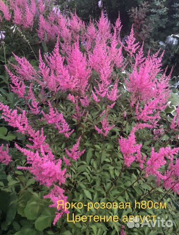 Саженцы для сада