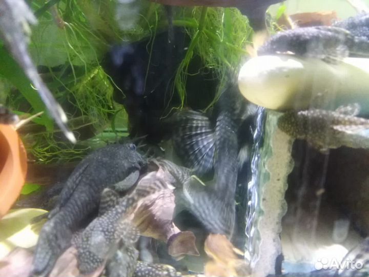 Аквариумные рыбки