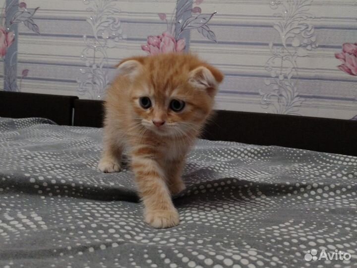 Шотладские котята