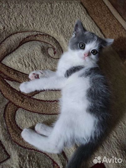 Передержка для животных