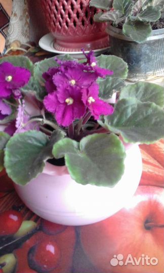 Фиалка махровая