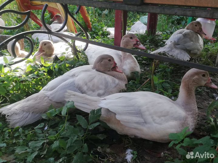 Индоутки (Мускусные утки) Серебро