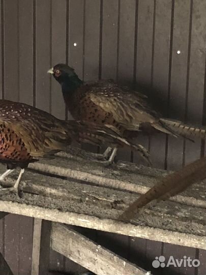 Инкубационное яйцо,фазан кавказский