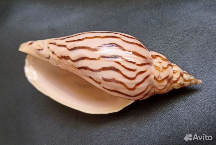 Морские ракушки раковины