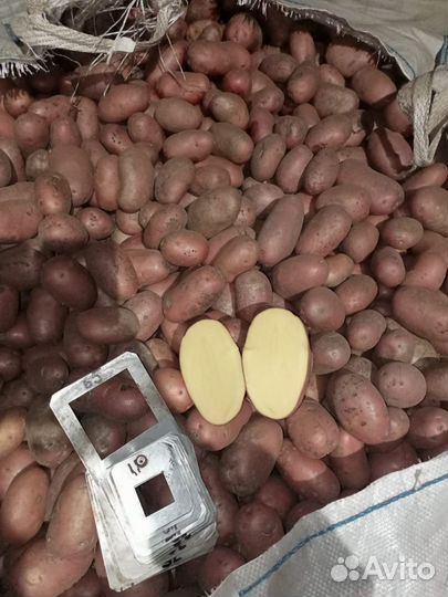 Продам картофель