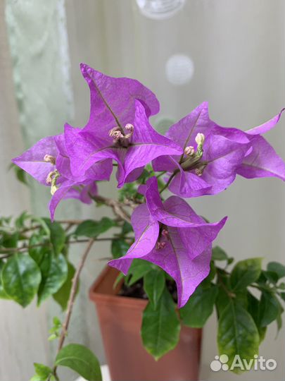 Бугенвиллии, укорененные черенки