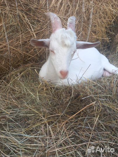 Чешские козочки