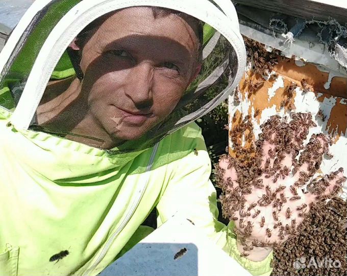 Пчелосемьи Карника