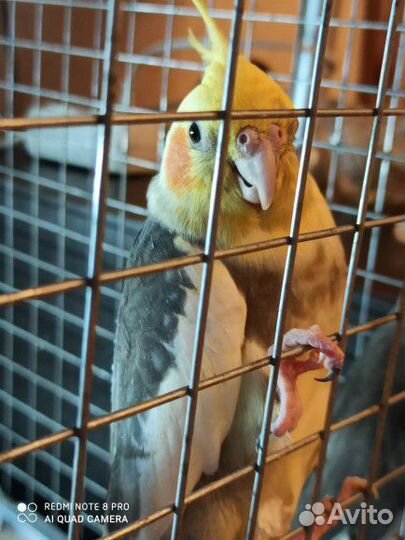 Семья попугаев Корелл с птенцами