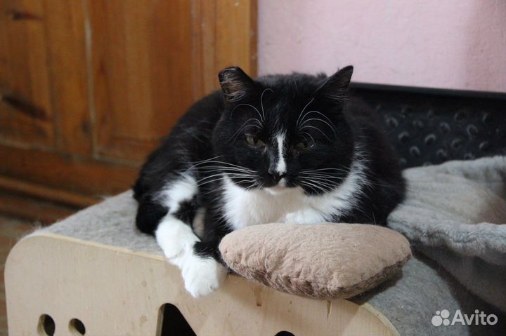 Кастрированный кот