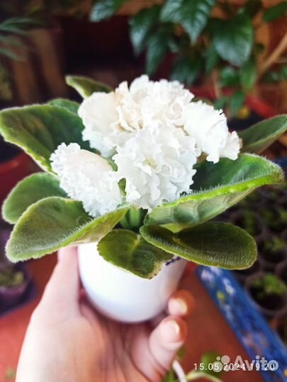 Фиалка белая