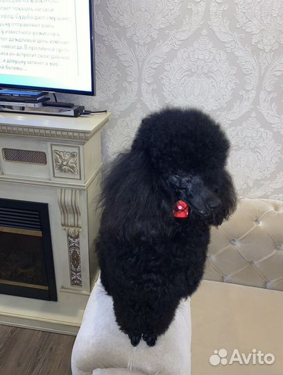 Кобель пудель вязка