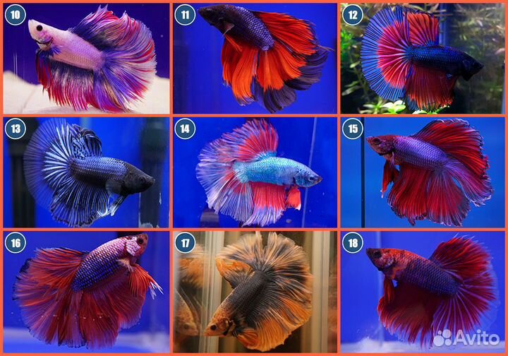 Рыбка петушок самцы