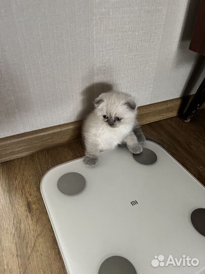 Шотладская вислоухая Девочка с лежанкой и лотком