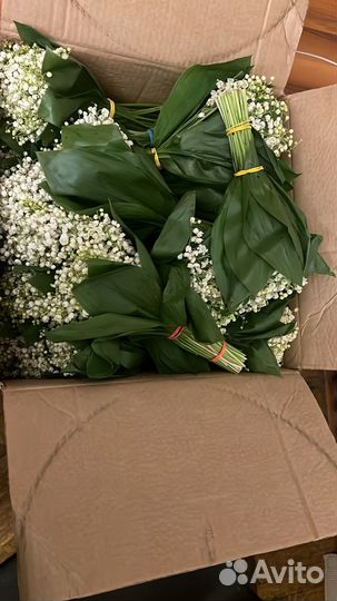 Ландыши оптом