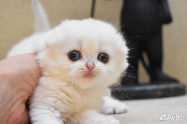 Шотландский котёнок. Девочка