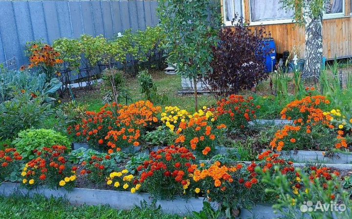 Рассада бархатцев