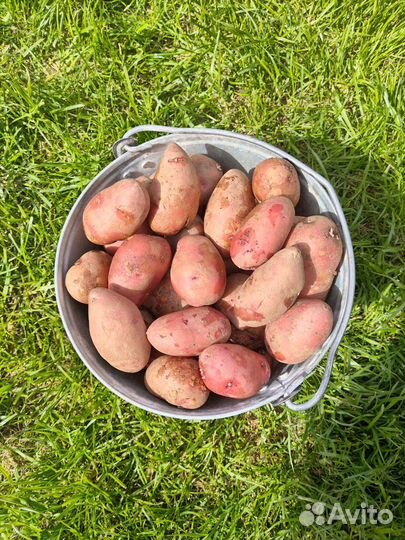 Продам картофель домашний