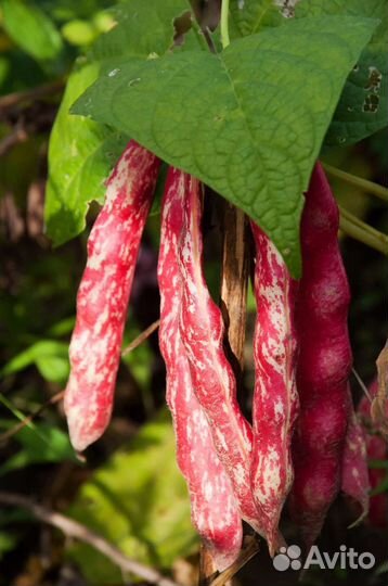 Семена итальянской фасоли Borlotto