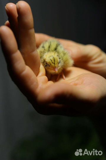 Перепел суточный