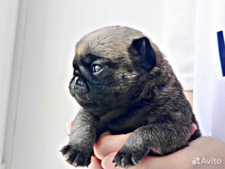Щенки мопса