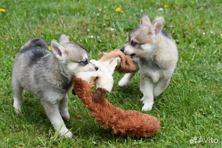 Щенки аляскинского кли кая. Видео