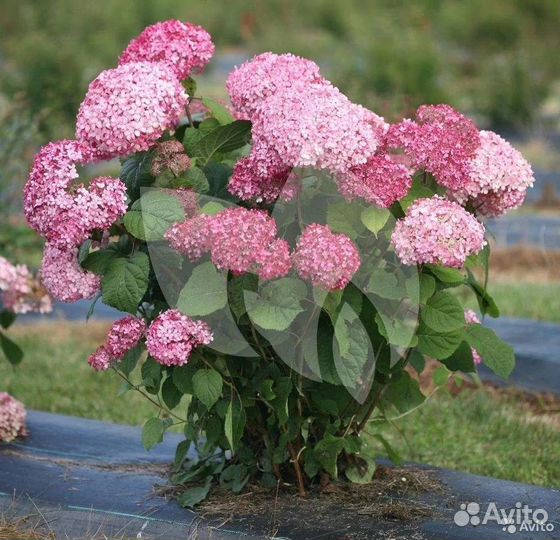 Гортензия древов Кандибель Баблгам цветущая