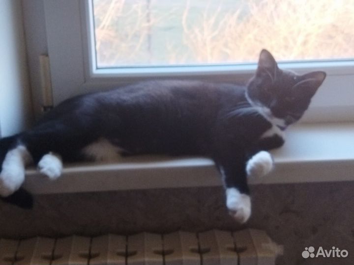 Отдам милую кошечку в добрые руки