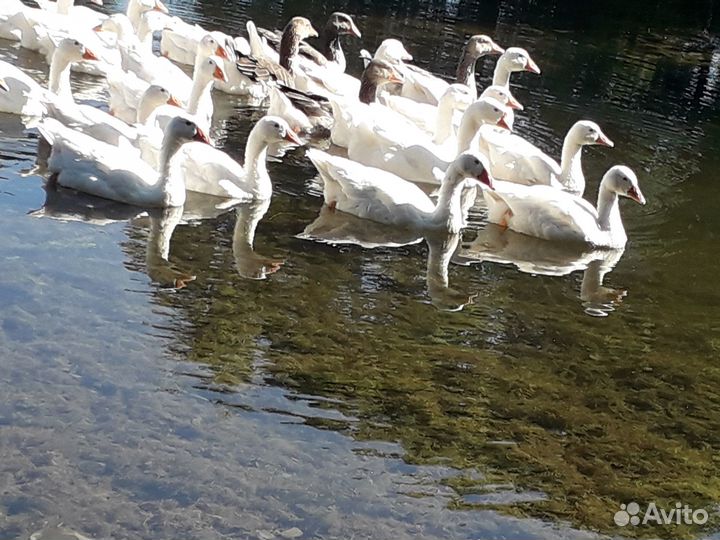 Утки и гуси на забой