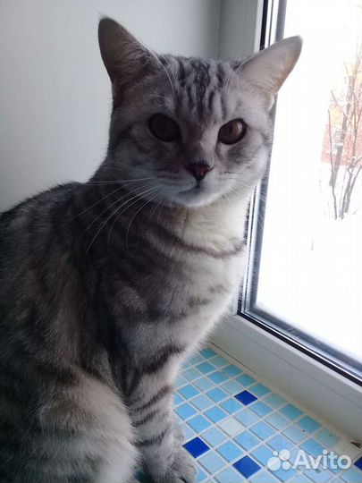 Шотландский кот