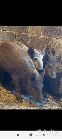 Дикие кабаны смесь с венгерским