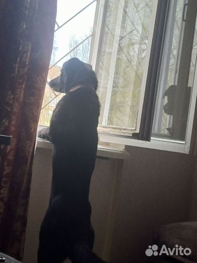Щенок помесь лабрадора