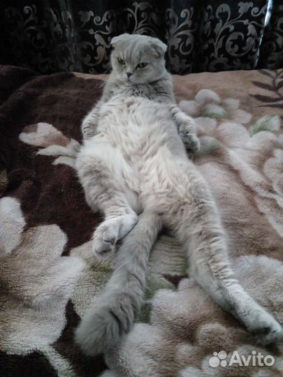 Кот и Кошка