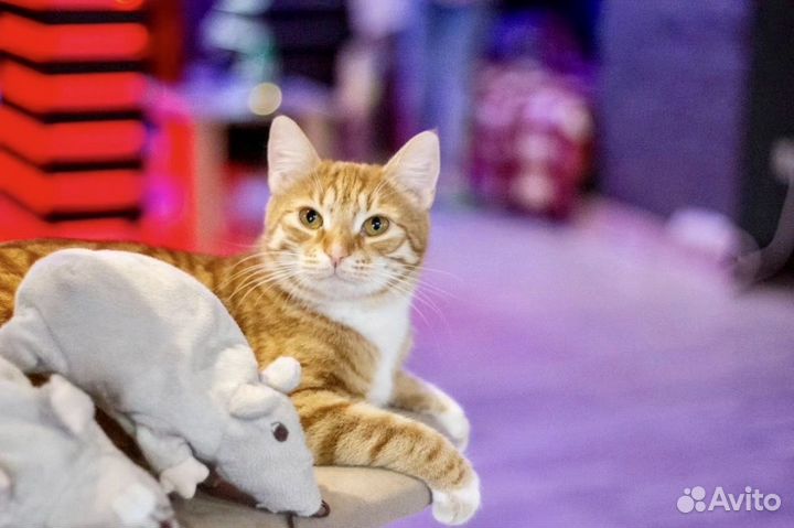 Цитрон ищет дом