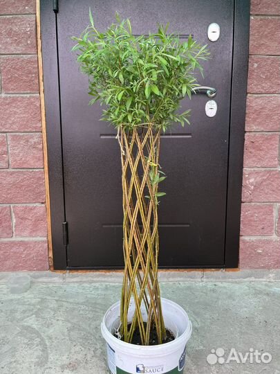 Плетеные деревья из ивы