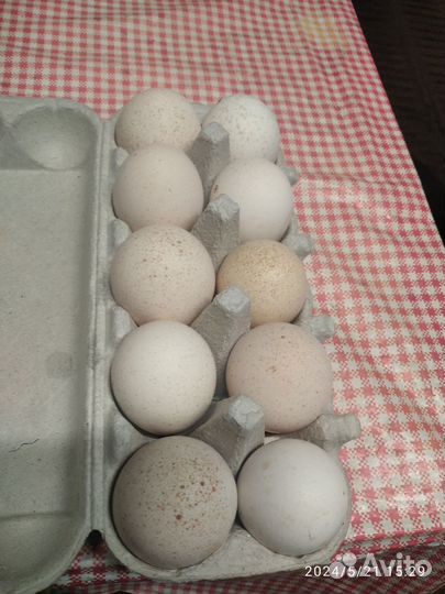 Яйца инкубационные Индейки