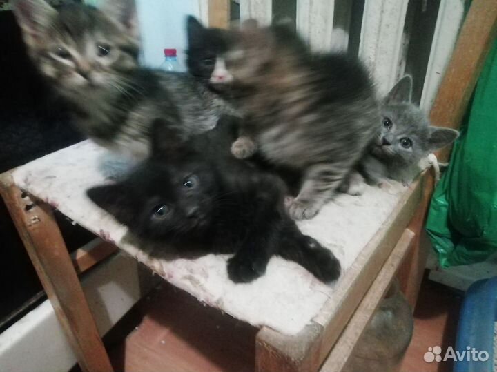 Котята в дар бесплатно