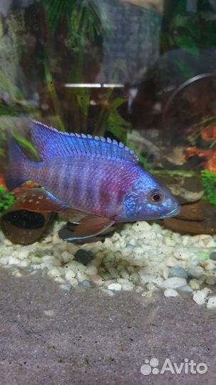 Цихлиды и сомы