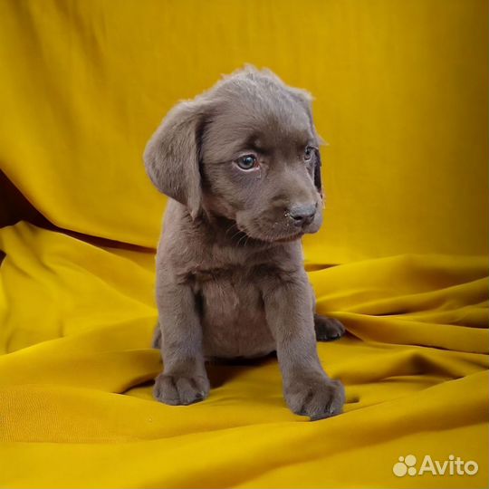 Щенки лабрадора из питомника