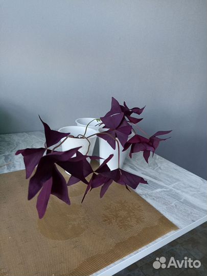 Кислица оксалис